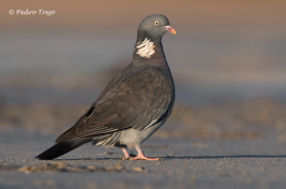 Paloma torcaz ( Columba palumbus)